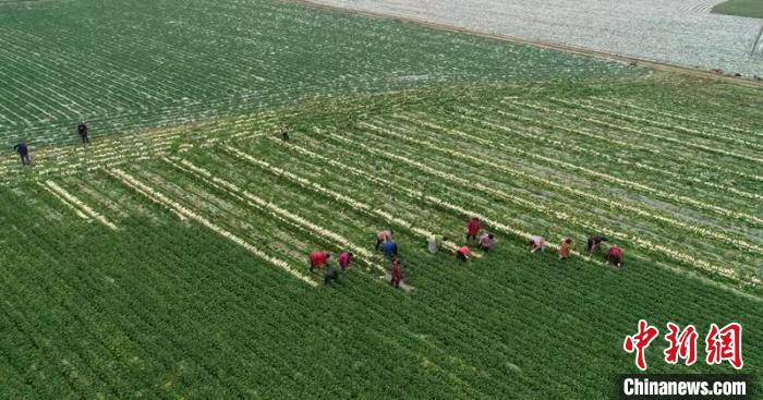 蔬菜基地工人正搶抓農(nóng)時(shí)采收蘿卜。　 彭圣洲 攝