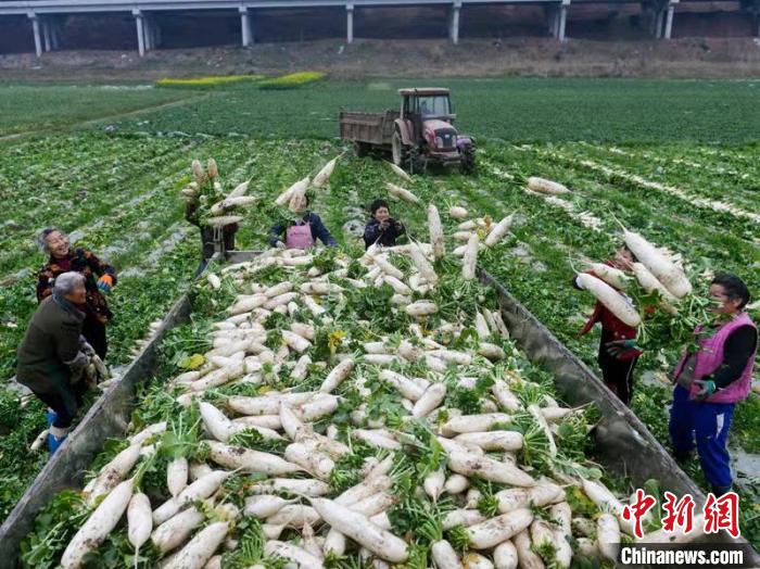 蔬菜基地工人正搶抓農(nóng)時(shí)采收蘿卜?！?汪澤民 攝