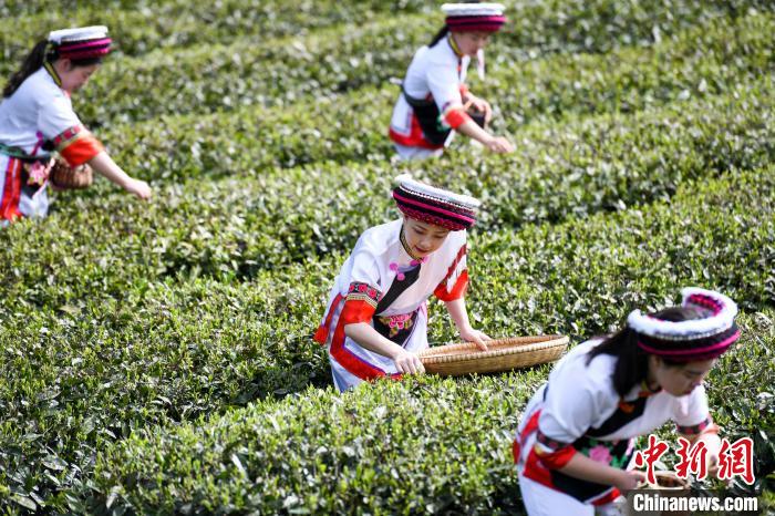 白族村民在茶園采摘。　楊華峰 攝
