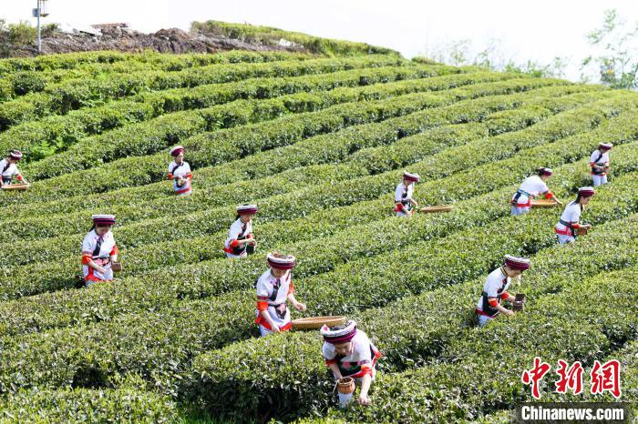 眾多白族村民身著民族服飾走進茶園采摘。　楊華峰 攝