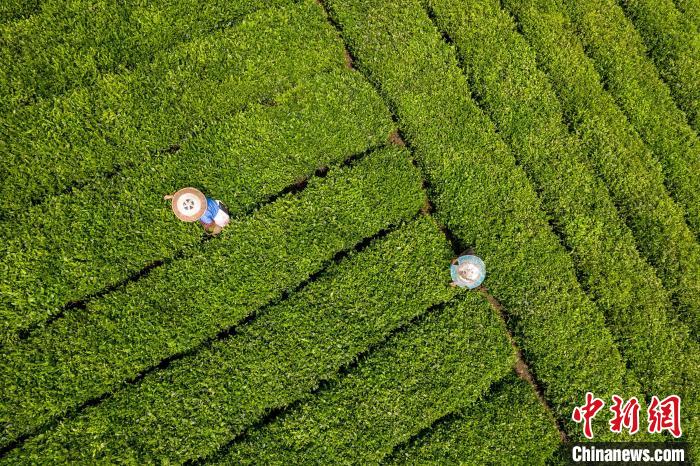 茶農(nóng)正在采摘新鮮茶葉?！√普?攝