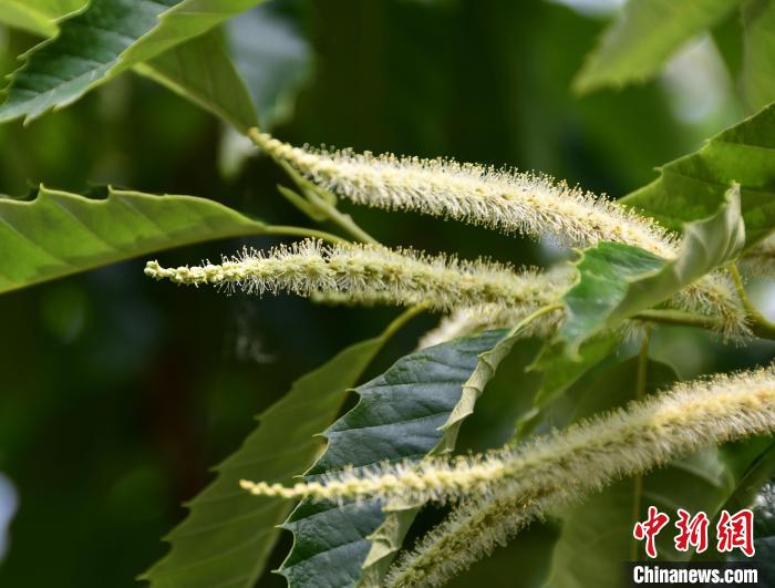 毛茸茸的栗花?！『略破?攝
