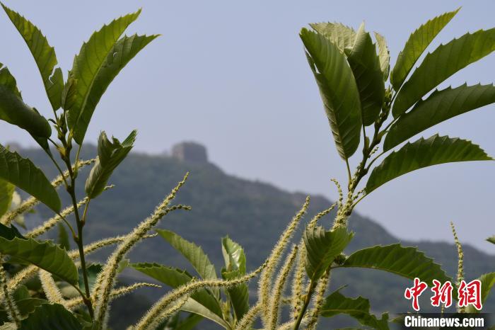 長城腳下，“栗”花盛開?！『略破?攝