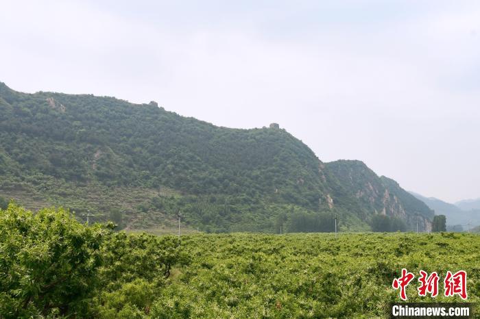 長城腳下萬畝栗花綻放，散發(fā)出淡淡清香?！『略破?攝
