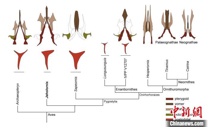 最原始鳥類“熱河鳥”最新研究：嗅覺更好、日行主導