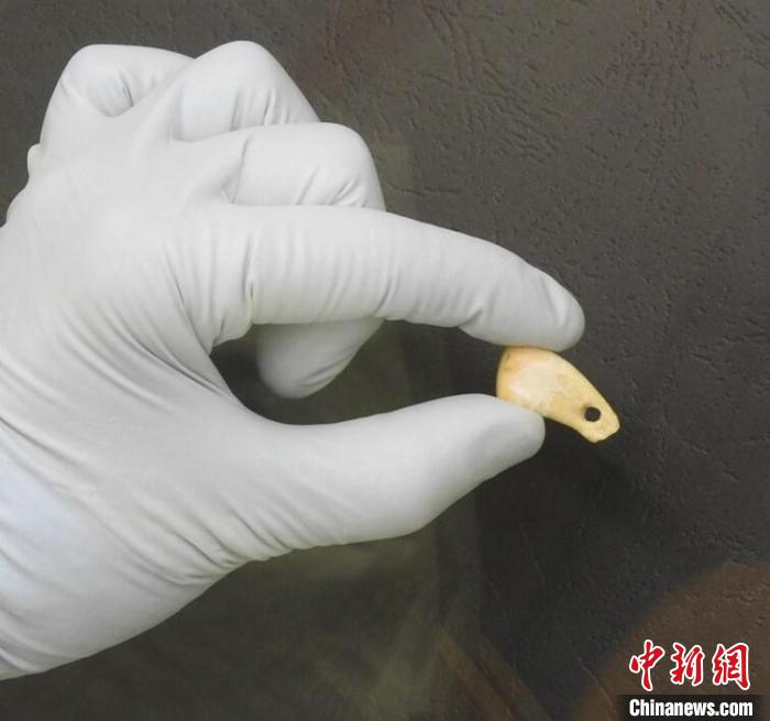 打孔鹿牙墜飾提取DNA后(圖片來(lái)自馬克斯·普朗克演化人類學(xué)研究所)?！∈┢樟指瘛ぷ匀?供圖