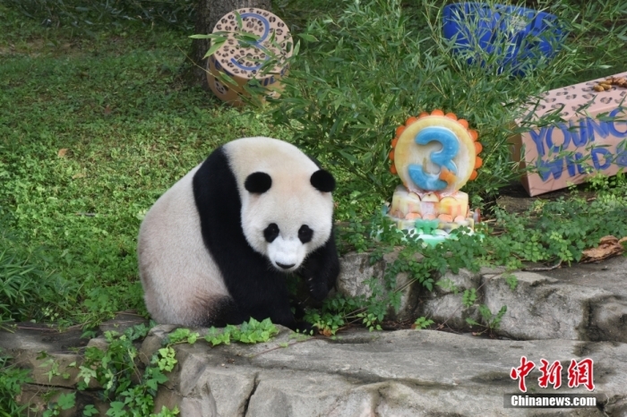 當(dāng)?shù)貢r(shí)間8月21日，旅美大熊貓幼崽“小奇跡”迎來3周歲生日。華盛頓國家動(dòng)物園給“小奇跡”舉辦了“生日派對(duì)”，眾多游客前來給“小奇跡”慶生。<a target='_blank' href='/'><p  align=