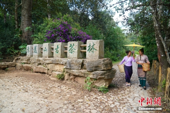 普洱景邁山古茶林文化景觀位于中國(guó)云南省普洱市瀾滄拉祜族自治縣惠民鎮(zhèn)。<a target='_blank' href='/' _fcksavedurl='/'><p  align=