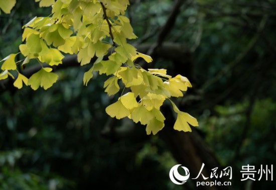 觀山湖公園秋意漸濃。人民網(wǎng) 陽茜攝