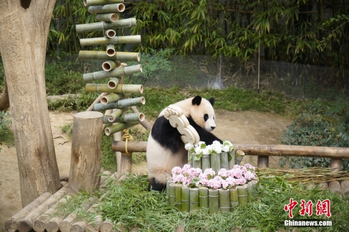 資料圖：旅韓大熊貓“福寶”。<a target='_blank' href='/'><p  align=