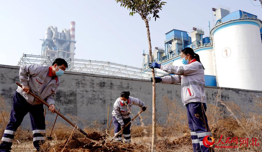 邢臺金隅職工在石邢公路沿線植樹。 宋繼昌攝