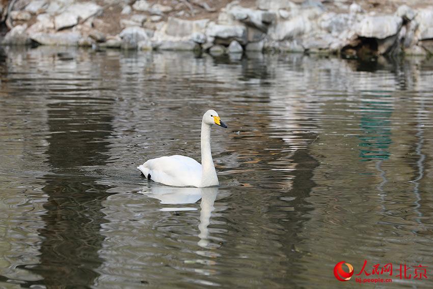 北京動(dòng)物園水禽湖上，水鳥(niǎo)游弋其中，傳遞春的消息。人民網(wǎng) 尹星云攝