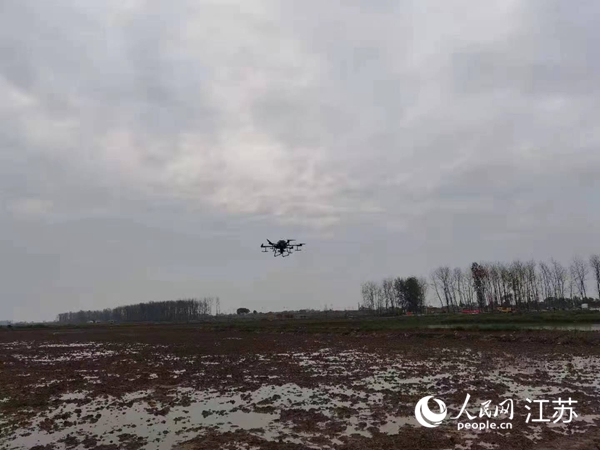 勝利圩高標準農(nóng)田進行無人機水稻播種。陽江鎮(zhèn)供圖