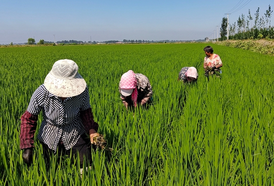 7月15日，農(nóng)民在河北省玉田縣石臼窩鎮(zhèn)王家樓村稻田勞作。 張仁杰攝