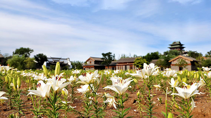 北京世園公園百合陸續(xù)盛放。（北京世園公園供圖）