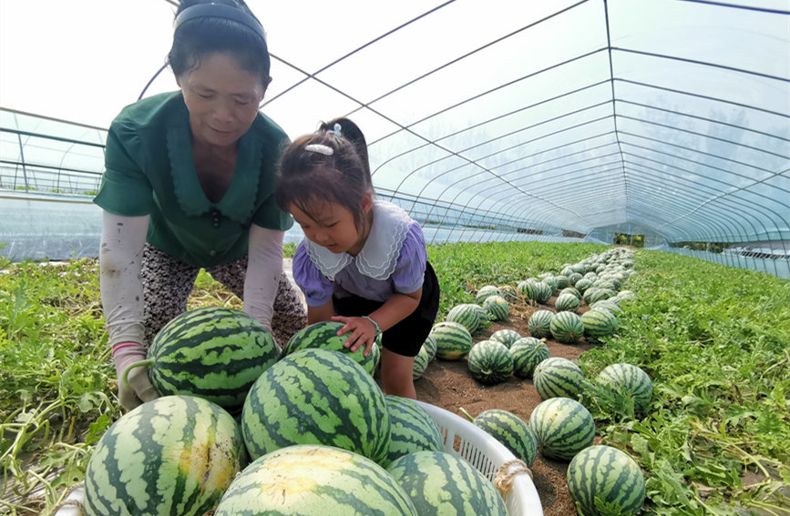 在北辰區(qū)雙街鎮(zhèn)的西瓜種植基地內(nèi)，種植農(nóng)戶們正忙著采收。陳立興攝