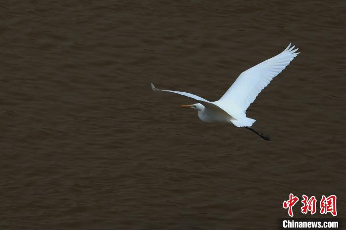 青?！澳赣H河”湟水水質(zhì)改善引鷺鳥嬉戲