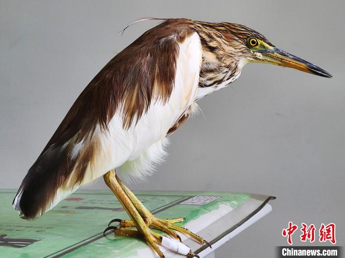 圖為被救助的國家一級重點(diǎn)保護(hù)動物池鷺。　柳澤田 攝