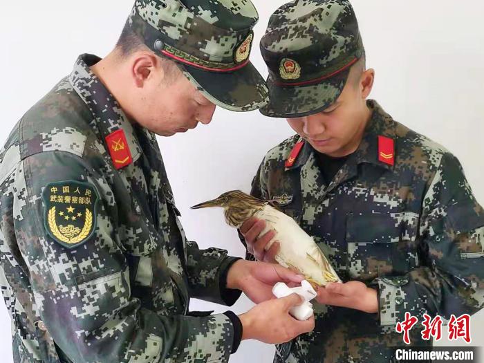 圖為武警官兵正在為國家一級重點(diǎn)保護(hù)動物池鷺包扎。　柳澤田 攝