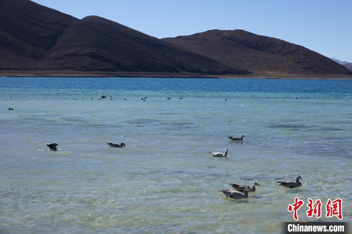 圖為過冬的候鳥在羊湖游弋?！∪轿木?攝