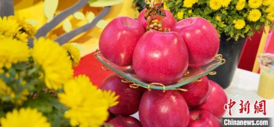 2021年10月15日，中國(guó)蘋果首屆產(chǎn)銷峰會(huì)暨甘肅平?jīng)龉焚Q(mào)易大會(huì)在平?jīng)鍪徐o寧縣開幕。(資料圖) 魏建軍 攝