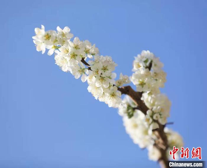 李花盛開。　何清海 攝