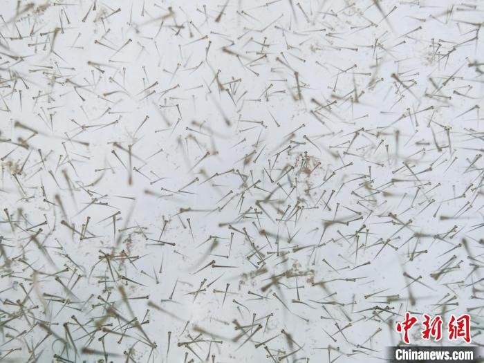 圖為魚苗。　張?zhí)砀?攝