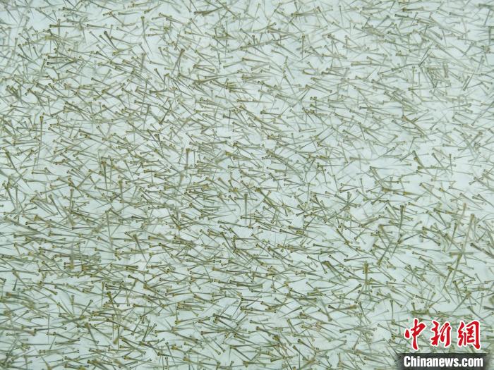 圖為密集培育的魚苗。　張?zhí)砀?攝
