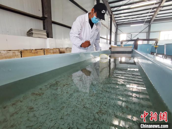 圖為工作人員檢查魚苗?！?zhí)砀?攝
