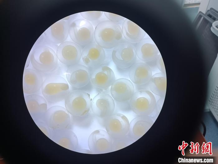 圖為顯微鏡下的魚卵。　青海湖裸鯉救護(hù)中心 供圖