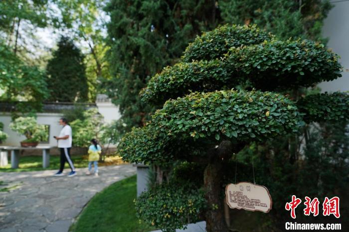 圖為在西寧園林植物園內(nèi)，造型奇特的盆景吸引市民?！●R銘言 攝