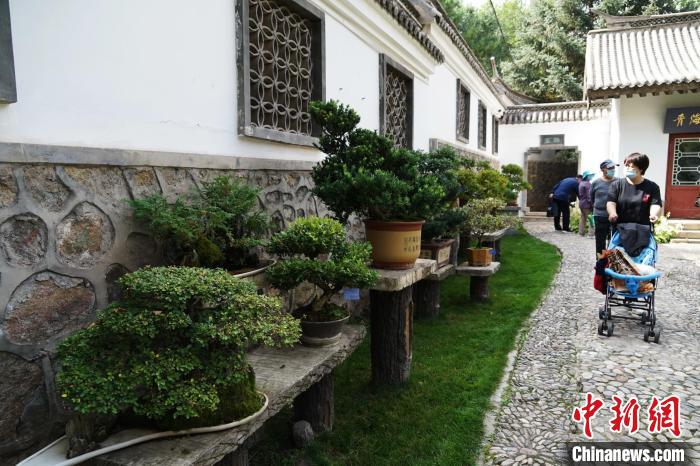 圖為市民在西寧園林植物園內(nèi)觀賞盆景?！●R銘言 攝