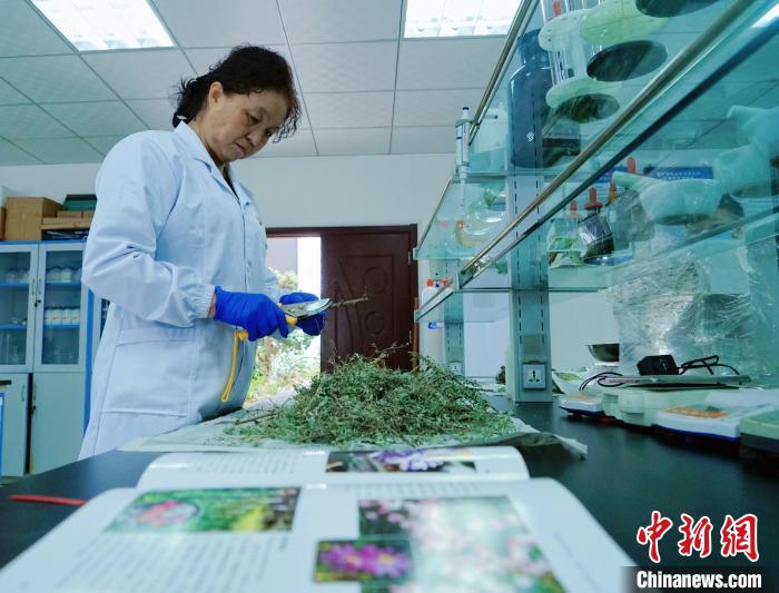 圖為張錦梅在實(shí)驗(yàn)室工作。　馬銘言 攝