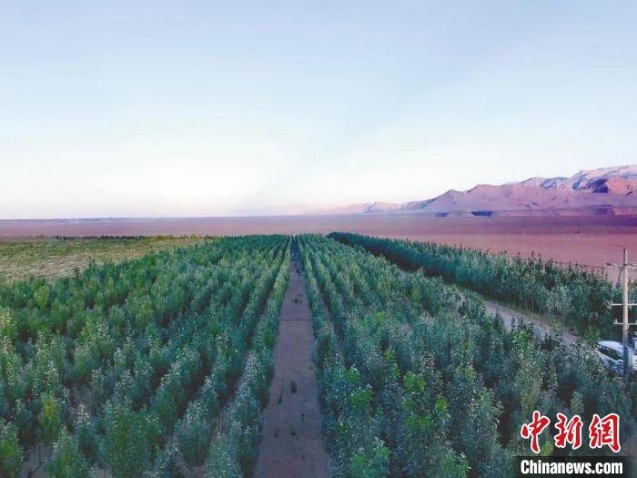圖為格爾木境內(nèi)種植的綠樹(shù)?！「駹柲救诿襟w中心供圖