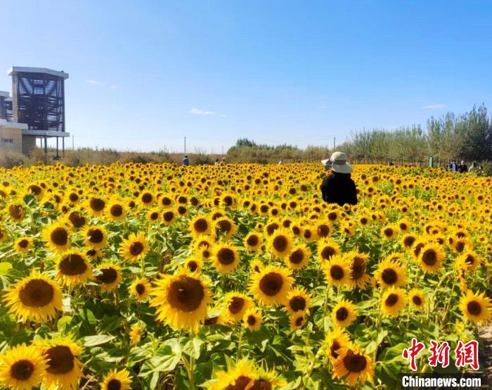 圖為格爾木境內(nèi)的向日葵花海?！「駹柲救诿襟w中心供圖