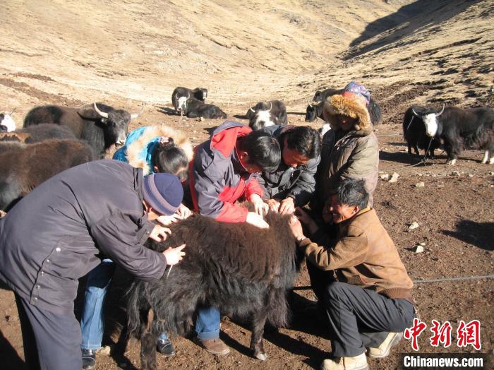 資料圖為研究團(tuán)隊(duì)在青南高原地區(qū)開展了牦牛寄生蟲病流行病學(xué)和防治技術(shù)研究?！?青海省畜牧獸醫(yī)科學(xué)院供圖