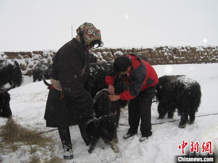 資料圖為研究團(tuán)隊(duì)在達(dá)日縣檢查牛背部皮蠅幼蟲感染情況?！?青海省畜牧獸醫(yī)科學(xué)院供圖