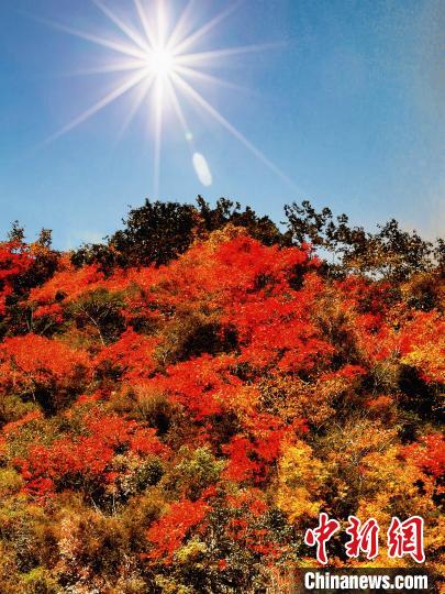 萬源市紅葉似火?！≈炱桨?攝