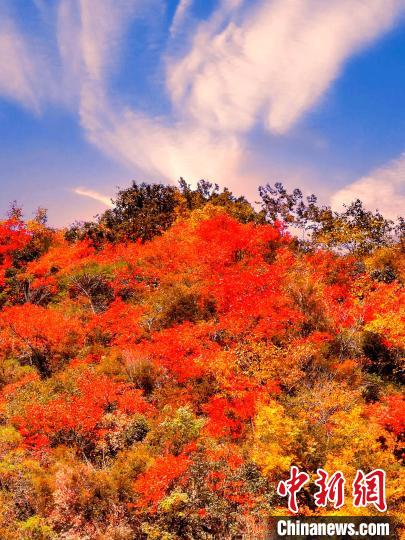 萬源深秋紅葉似火。　朱平安 　攝