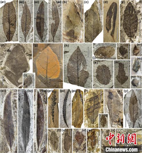 中始新世熱魯化石植物群(4500萬–4000萬年前)?！≈锌圃呵嗖馗咴?供圖