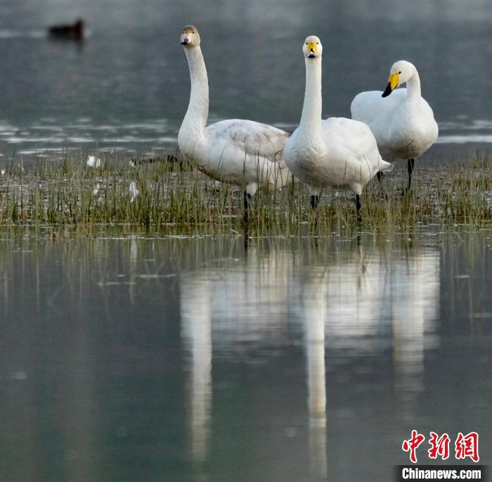 圖為三只大天鵝?！±钣穹?攝