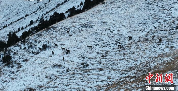 圖為巖羊和馬鹿集體在雪地里休憩?！《继m縣融媒體中心 供圖