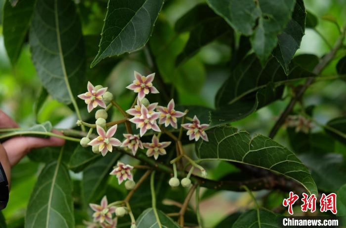 圖為古林箐近地保護的滇桐首次開花?！±顕?攝