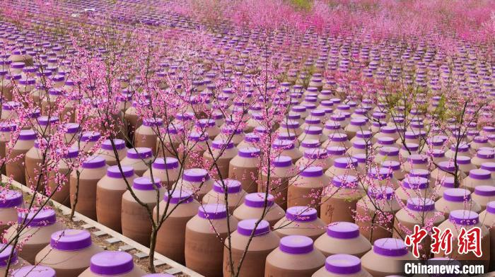 桃花和酒壇相映成趣?！∫足?攝