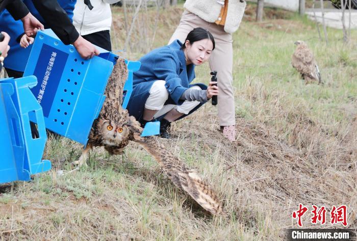 圖為西寧野生動(dòng)物園救護(hù)的雕鸮在西寧市放歸大自然。　馬銘言 攝
