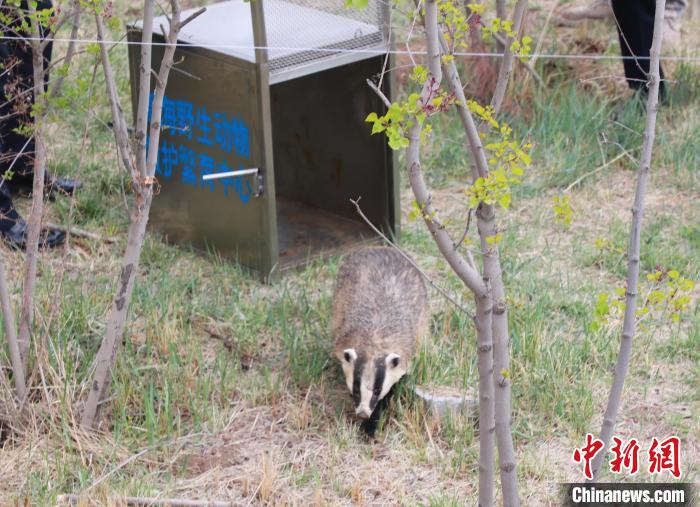 圖為西寧野生動(dòng)物園救護(hù)的狗獾在西寧市放歸大自然?！●R銘言 攝