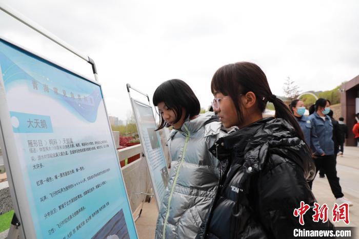 圖為學(xué)生通過展板了解青海常見鳥類?！●R銘言 攝