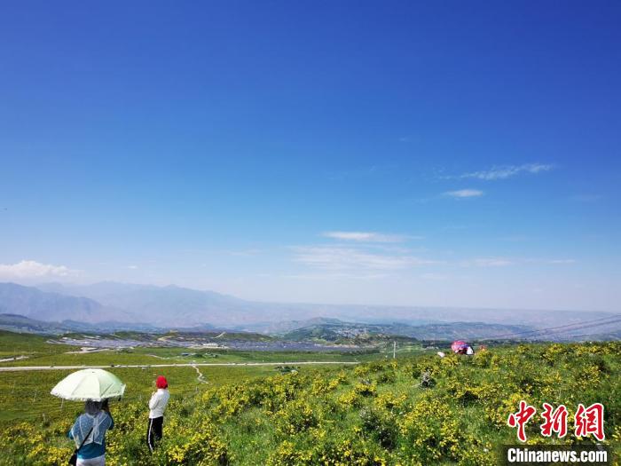 2020年07月07日拍攝于臨夏州積石山縣境內(nèi)，生態(tài)環(huán)境逐漸恢復(fù)，小黃花開(kāi)遍山間。(資料圖) 殷春永 攝