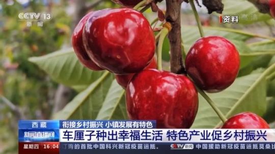 種蘑菇、養(yǎng)駱駝...。。特色產(chǎn)業(yè)助力鄉(xiāng)村振興走新路