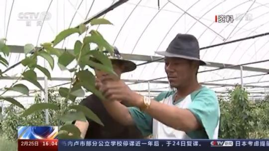 種蘑菇、養(yǎng)駱駝...。。特色產(chǎn)業(yè)助力鄉(xiāng)村振興走新路